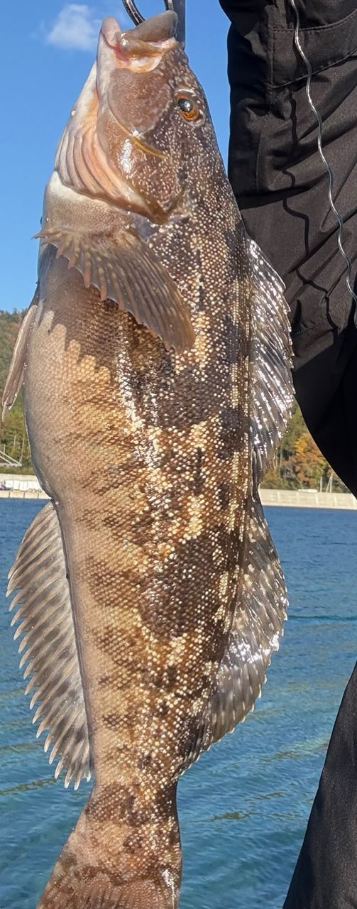 Megabass 20礁楽 SL-80XHCの最安値・インプレ・釣果 | 本音の口コミが