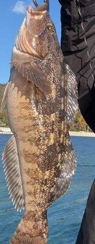 アイナメの釣果