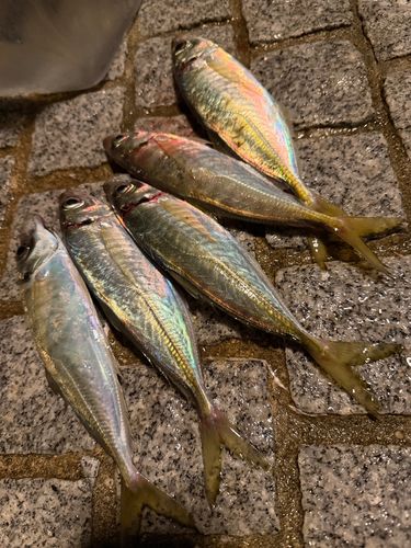 アジの釣果