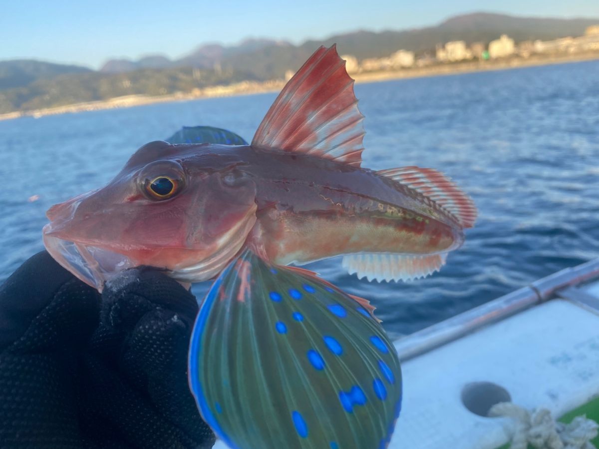 湘南のかつさんの釣果 1枚目の画像