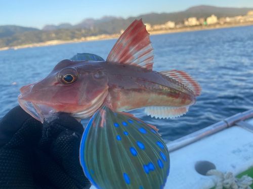 ホウボウの釣果