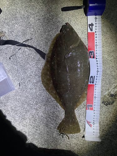 イシガレイの釣果