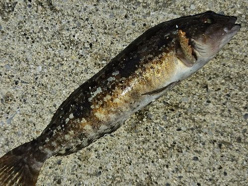 アイナメの釣果