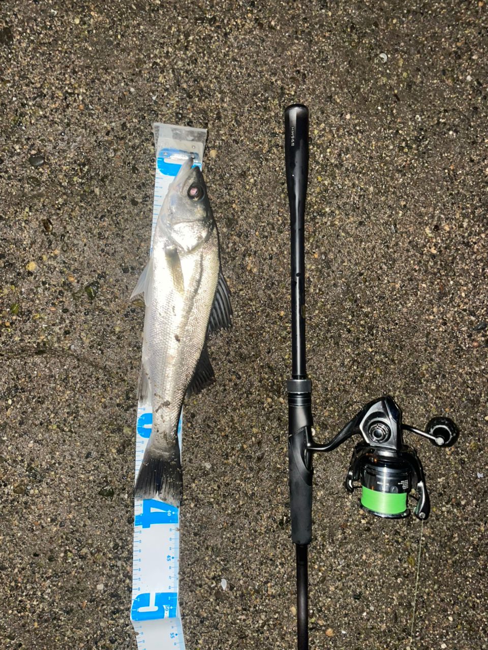 SHIMANO 23ディアルーナ S96MHの最安値・インプレ・釣果 | 本音の