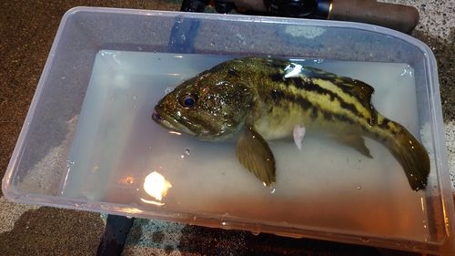 シマゾイの釣果