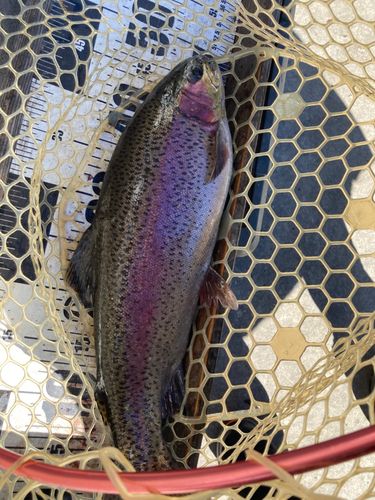 ニジマスの釣果