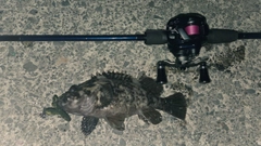 ムラソイの釣果