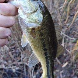 ラージマウスバス