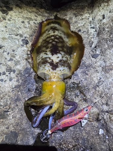 アオリイカの釣果
