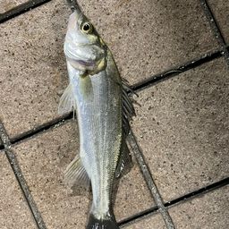 セイゴ（タイリクスズキ）