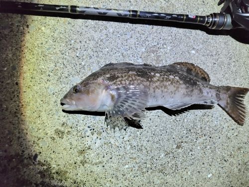 アイナメの釣果