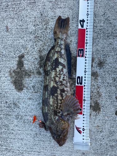 アイナメの釣果