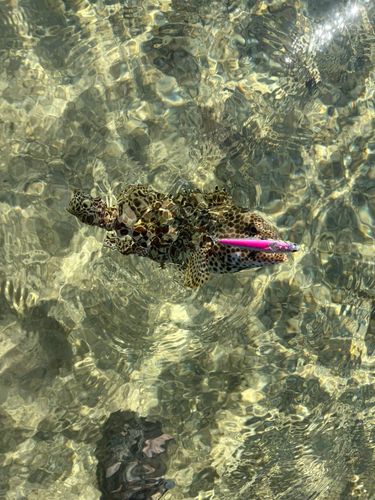 イシミーバイの釣果