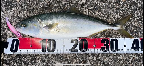 フクラギの釣果