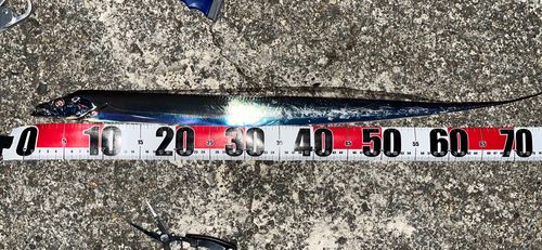 タチウオの釣果