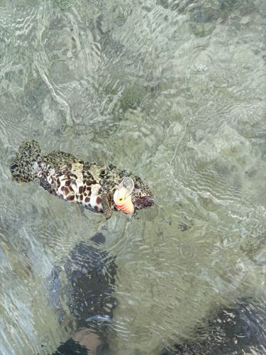 イシミーバイの釣果