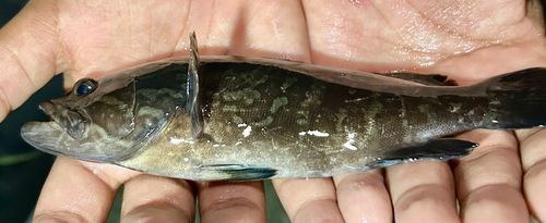 クロソイの釣果