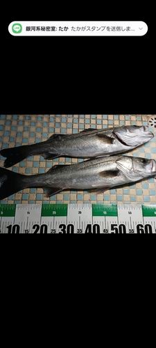 シーバスの釣果