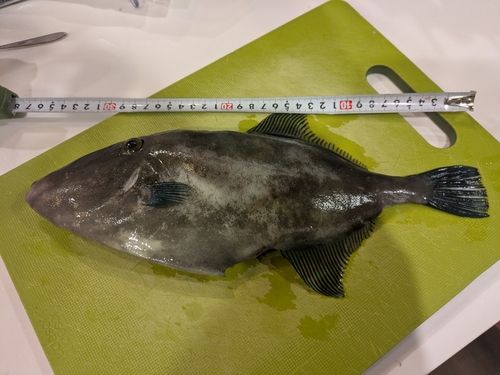 ウマヅラハギの釣果