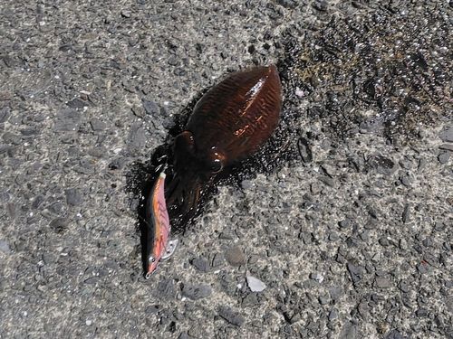 コウイカの釣果