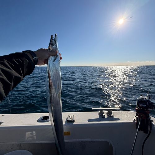 タチウオの釣果