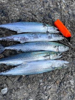 サワラの釣果
