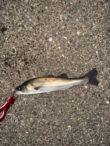 セイゴ（マルスズキ）の釣果
