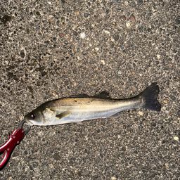 セイゴ（マルスズキ）