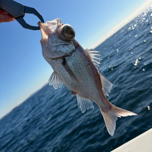 シロムツの釣果