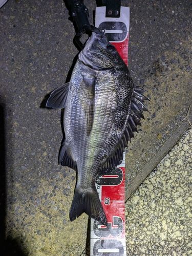 クロダイの釣果