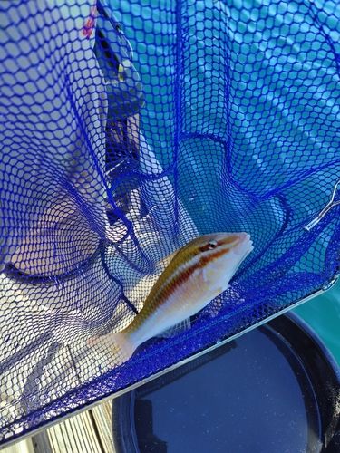 オジサンの釣果