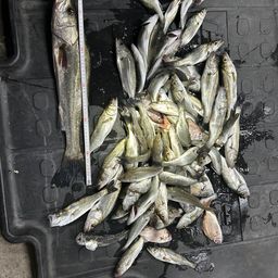 セイゴ（タイリクスズキ）