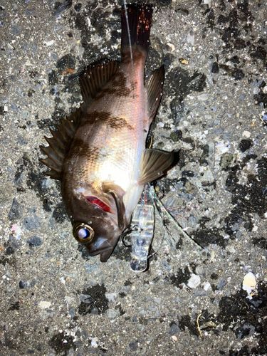 メバルの釣果