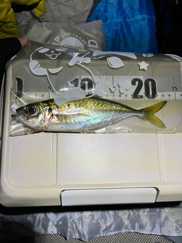 マアジの釣果