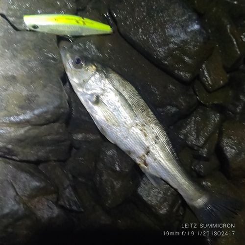 セイゴ（タイリクスズキ）の釣果