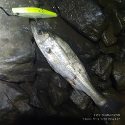 セイゴ（タイリクスズキ）