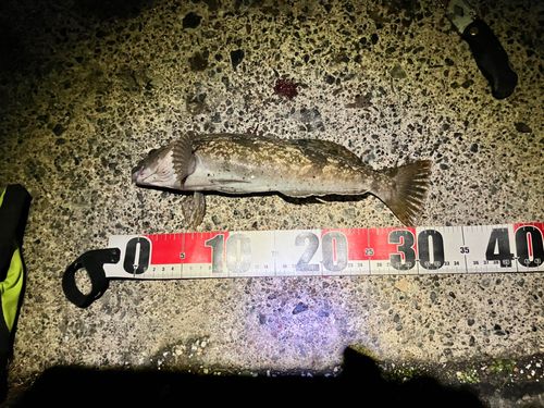 アブラコの釣果