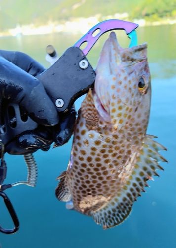 オオモンハタの釣果