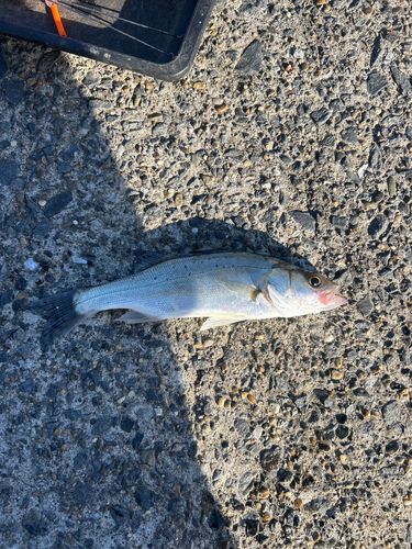 セイゴ（マルスズキ）の釣果
