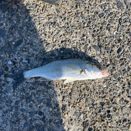 セイゴ（マルスズキ）