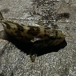 タケノコメバル