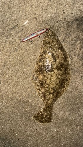 ヒラメの釣果