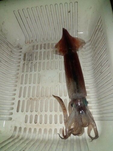 スルメイカの釣果