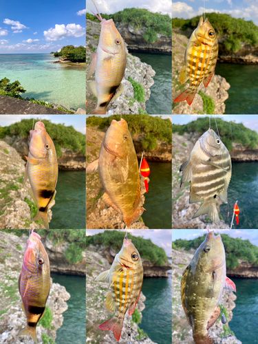 イラブチャーの釣果