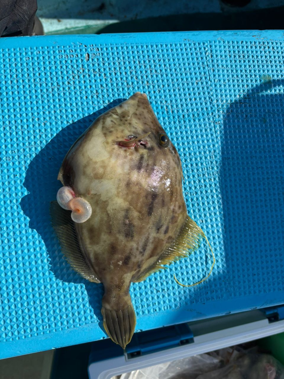 P-まっつさんの釣果 1枚目の画像