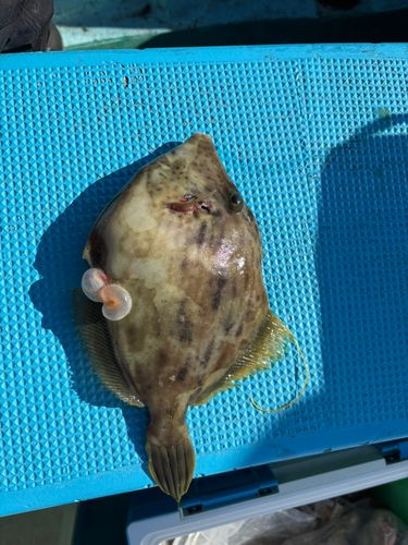 カワハギの釣果