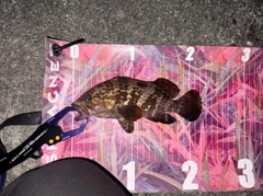 キジハタの釣果