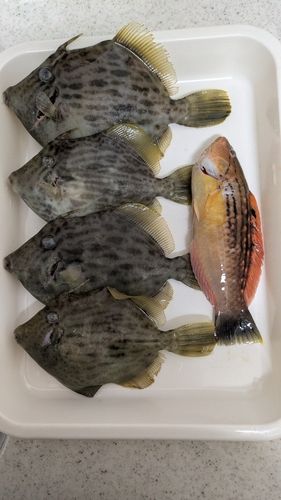 カワハギの釣果