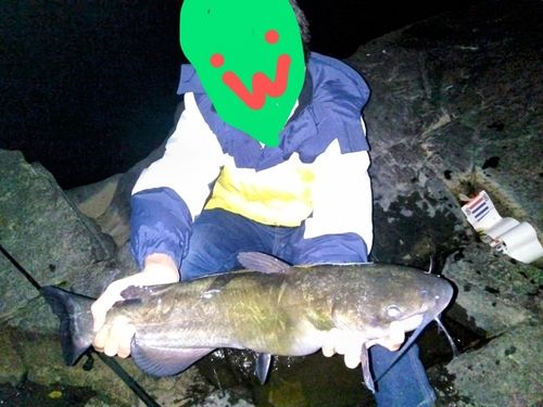 アメリカナマズの釣果