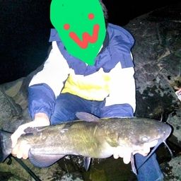 アメリカナマズ